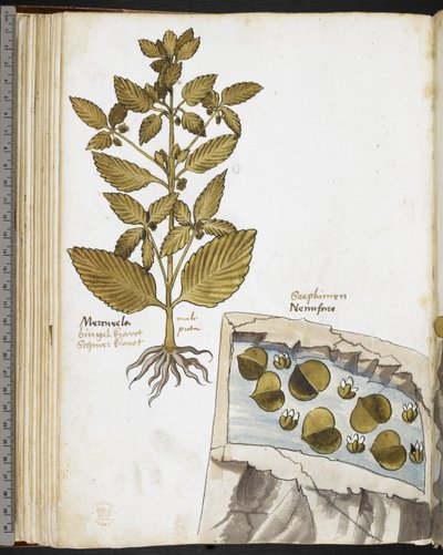 Harley MS 3736 f.58v Mandrake, z 