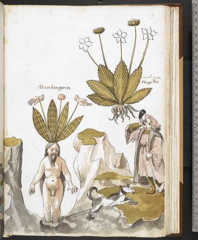 Harley MS 3736 f.59r Mandragora vytahovaná psem, z 