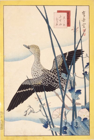 Divoká kachna od School Japanese