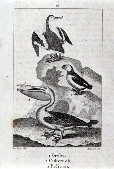 Potápka, Culterneb a Pelikán z Historie Země a animované přírody, Londýn 1816 (rytina na měděném plechu) od School Spanish