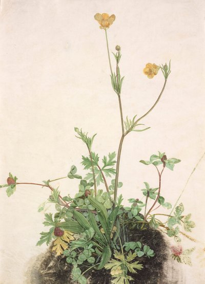 Německy: Buttercups, Red Clover a Plantain Buttercups, Red Clover a Plantain od School of Albrecht Dürer