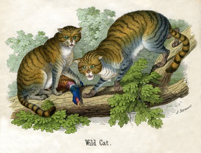 Starožitný tisk dvou Bobcats od Scottish School