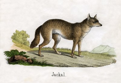 Starožitný tisk šakala od Scottish School