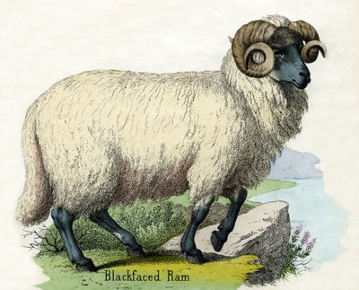 Starožitný tisk norfolského rohového berana od Scottish School