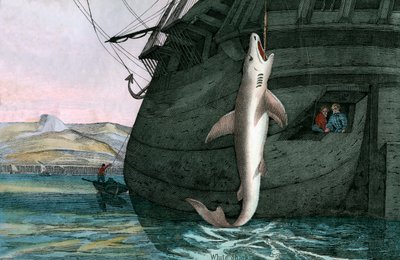 Velký bílý žralok ulovený v moři od Scottish School