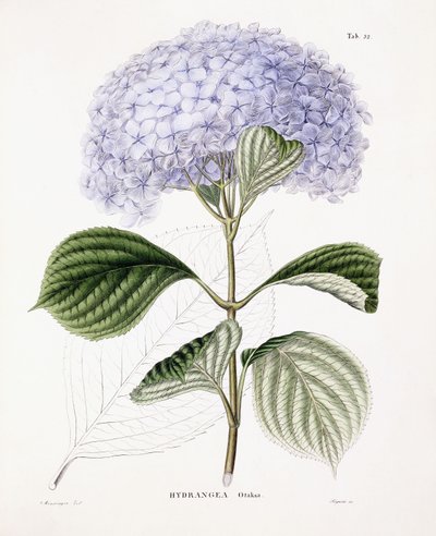 Hydrangea Ottaksa, kolem 1835-70 od Sebastian Minsinger