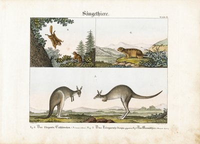 Exotičtí savci: Létající veverka, klokan a svišť od Senior Meyer