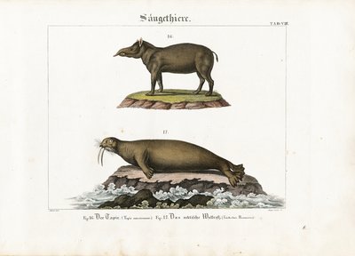 Tapír a mrož arktický od Senior Meyer