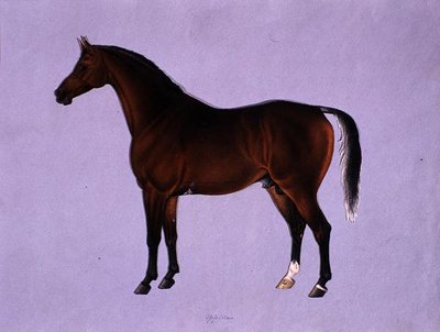 Oppidan, cca 1840 (akvarel na papíře) od Shaik Muhammad Amir of Karraya