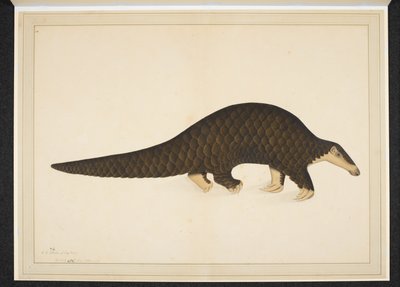 Přidejte sníh. Nebo. 4667, Pangolin neboli mravenečník šupinatý od Shaikh Zain ud Din (fl.1777 83)