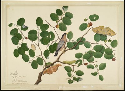 Brahminy Starling se dvěma můrami Antheraea, housenkou a zámotkem na indickém stromu Jujube, folio ze série zadané Lady Impey, 1777 od Shaikh Zain ud Din