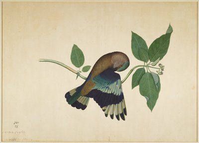 Indian Roller on Sandalwood Branch, folio ze série zadané Lady Impey, 1779 od Shaikh Zain ud Din