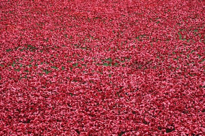 Krvavé země a moře rudé, Tower of London, 2014. od Sheldon Marshall