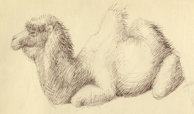 Velbloud, c1951. od Shirley Markham