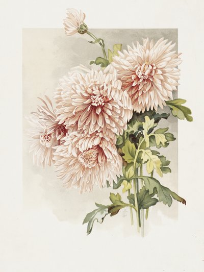 Chryzantémy od Sidney Thomas Callowhill