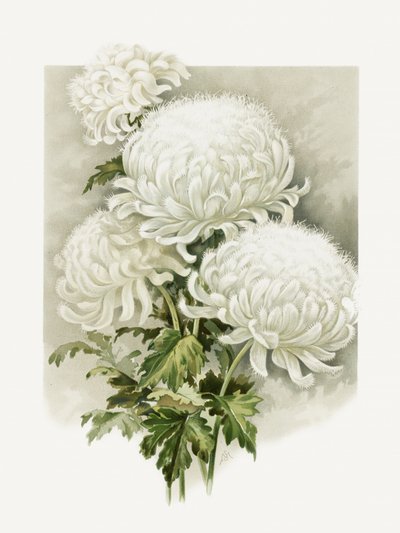 paní Alpheus Hardyová od Sidney Thomas Callowhill
