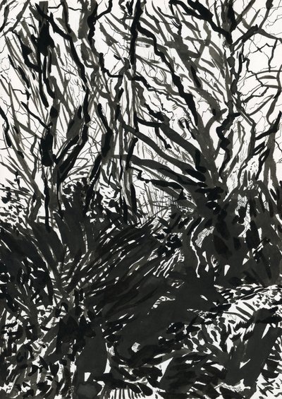 Ham Common Woods (tuš a grafit na papíře) od Simon Neville