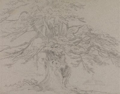 Stromová studie od Sir George Howland Beaumont seventh Baronet