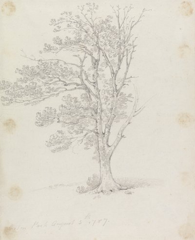 Strom v parku Easton od Sir George Howland Beaumont seventh Baronet