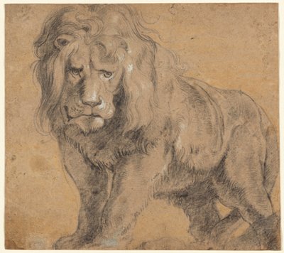 Lev od Sir Peter Paul Rubens
