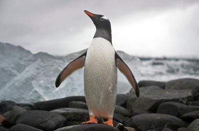 Portrét tučňáka gentoo, Pygoscelis papua. Antarktida., 2022 (foto) od Sisse Brimberg