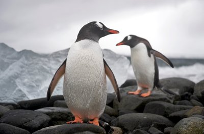Dva tučňáci gentoo, Pygoscelis papua, na skalnatém pobřeží.Anarktida, 2022 (foto) od Sisse Brimberg
