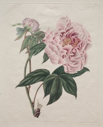 Pivoňka čínská (Paeonia suffruticosa) od Smith