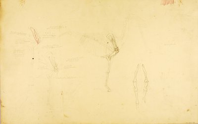 Anatomie koně od Solon H. Borglum