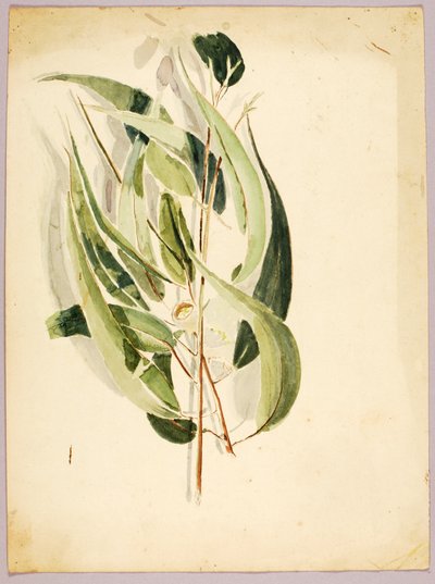 Plant Study, konec 19.-začátek 20. století. od Solon H. Borglum
