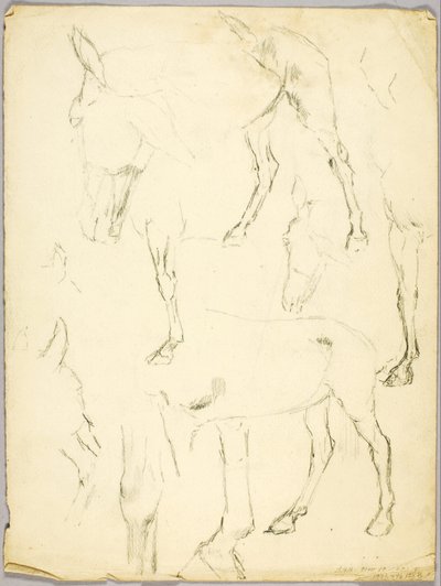 Studie portrétu, Studie koně od Solon H. Borglum