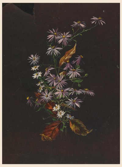 Podzimní kytice, ca. 1890 od Sophia L. Crownfield