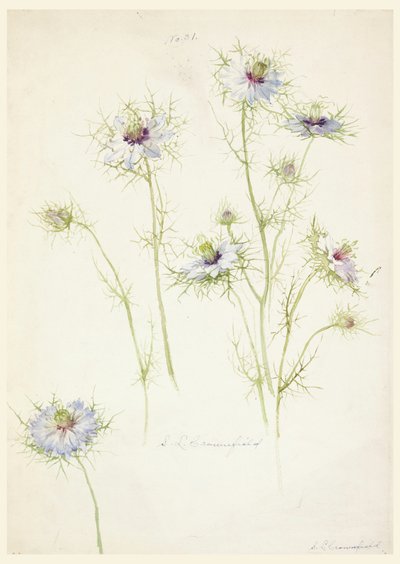 Kresba, studie: Láska v mlze, konec 19. století od Sophia L. Crownfield