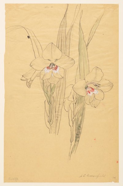 Studium Amaryllis od Sophia L. Crownfield