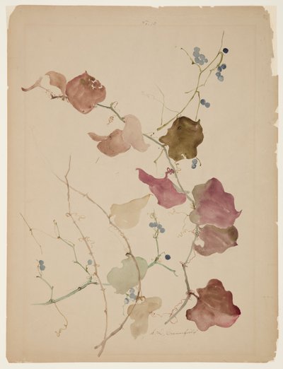 Studie Clematis Vine s modrými bobulemi od Sophia L. Crownfield