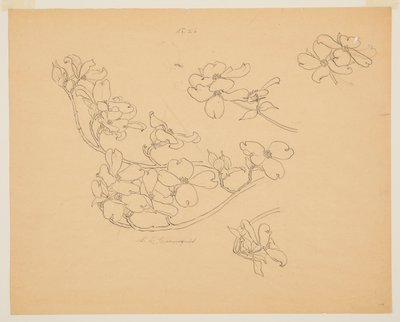 Studie Dogwood od Sophia L. Crownfield