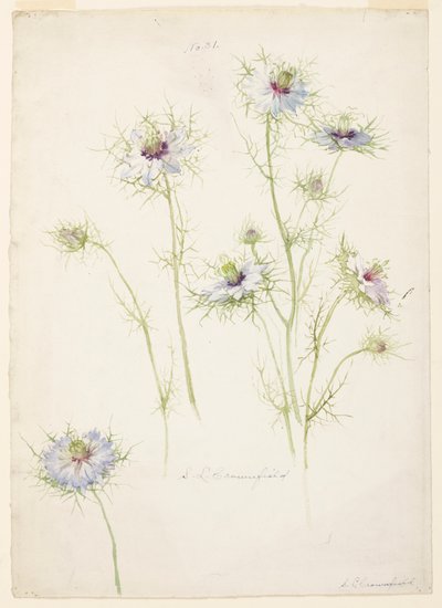 Studie lásky v mlze od Sophia L. Crownfield