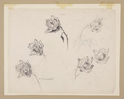 Studie růží od Sophia L. Crownfield