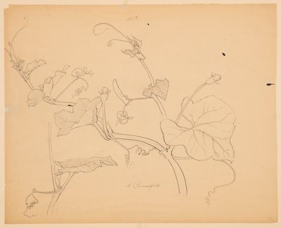 Studie squashové révy od Sophia L. Crownfield