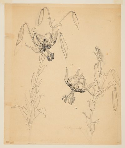 Studie tygřích lilií od Sophia L. Crownfield