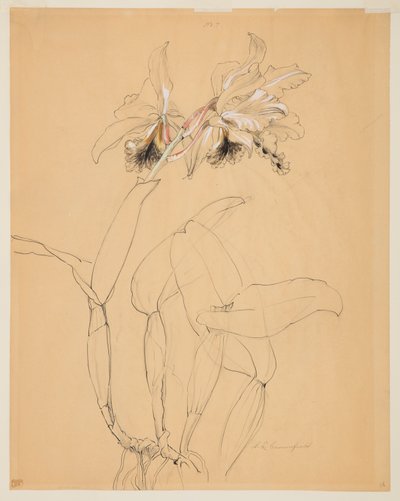Studie orchideje od Sophia L. Crownfield