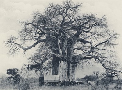 Strom baobab (černobílá fotografie) od South African Photographer