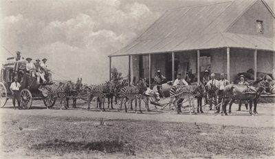 Nový dopravní prostředek, zebry k kreslení poštovního autobusu (černobílá fotografie) od South African Photographer