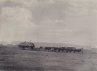 An Ox-Wagon (černobílá fotografie) od South African Photographer