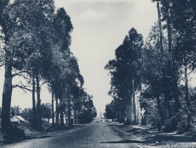 Avenue of Blue Gum Trees, Pretoria (černobílá fotografie) od South African Photographer