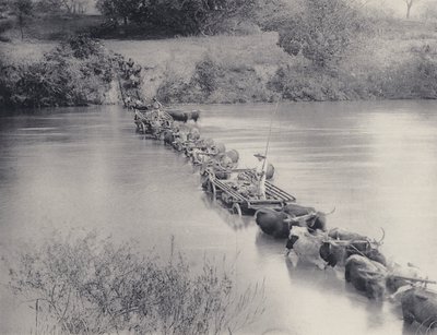 Jak se přecházejí řeky v Transvaalu (černobílá fotografie) od South African Photographer