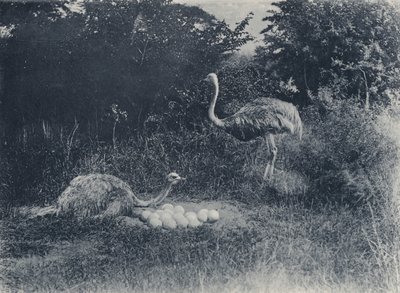 Závěsný od South African Photographer