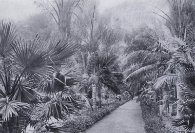 Palm Avenue, Botanic Gardens, Durban (č/b foto) od South African Photographer