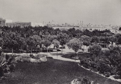 Cádiz: Parque Genoves (černobílá fotografie) od Spanish Photographer