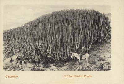 Muži si prohlížejí slavný kaktus v Cardonu na Tenerife (čb fotografie) od Spanish Photographer