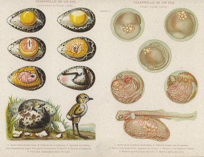 Vývoj ptáků a ryb z jejich jiker (chromolitho) od Spanish School